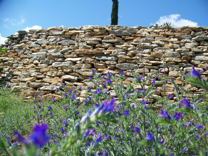de beaux iris avec la restanque de pierres sur saint cyr les lecques a cotés de toulon